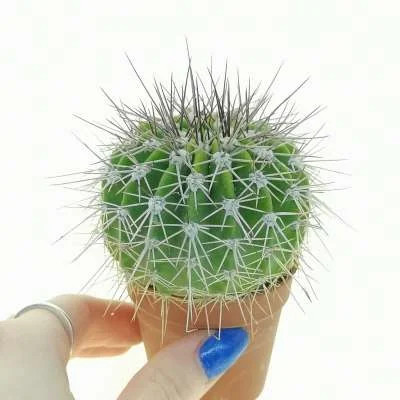 Acanthocalycium spiniflorum — CAP-C0006