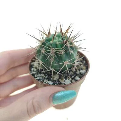 Acanthocalycium thionanthum — CAP-C0008