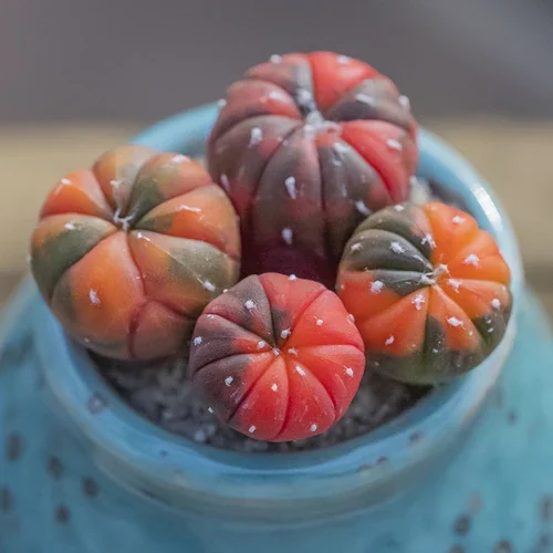 Astrophytum asterias Variegated form — CAP-C0020
