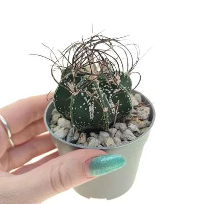 Astrophytum capricorne — CAP-C0022