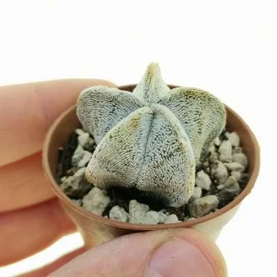Astrophytum coahuilense — CAP-C0026