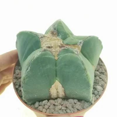 Astrophytum myriostigma monstrose — CAP-C0037