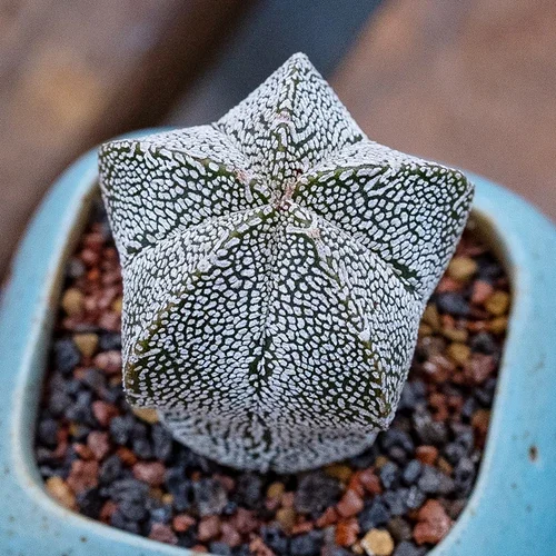 Astrophytum myriostigma Onzuka — CAP-C0038