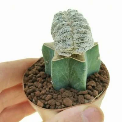 Astrophytum myriostigma Onzuka crested — CAP-C0039