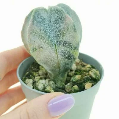 Astrophytum myriostigma variegated — CAP-C0042