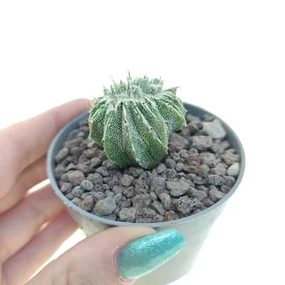 Astrophytum ornatum crested — CAP-C0043