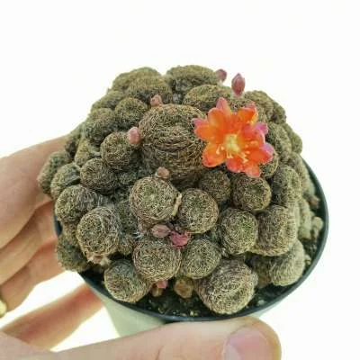 Aylostera deminuta rubrispina — CAP-C0048