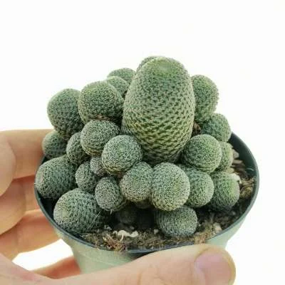 Aylostera deminuta — CAP-C0049