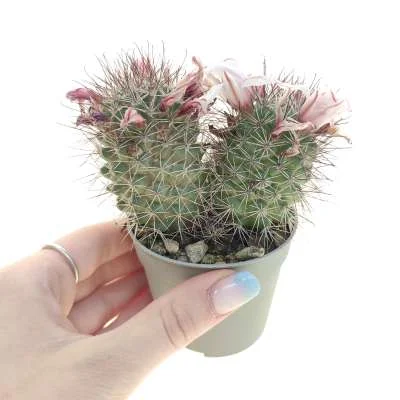 Cochemiea fraileana — CAP-C0067