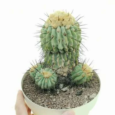 Copiapoa dealbata — CAP-C0088