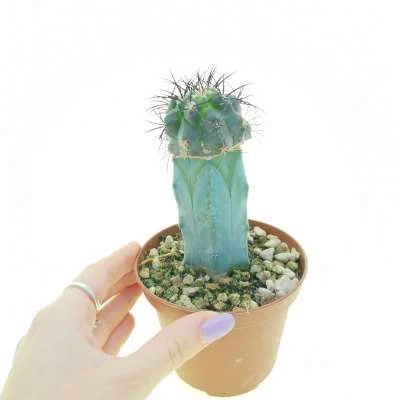 Copiapoa echinoides — CAP-C0093