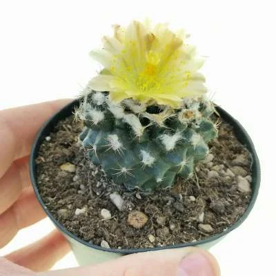 Copiapoa humilis — CAP-C0103