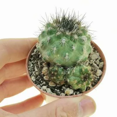 Copiapoa humilis subsp. variispinata — CAP-C0106