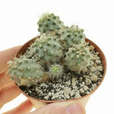 Copiapoa rarissima — CAP-C0115