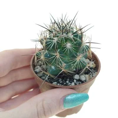 Coryphantha delaetiana — CAP-C0122