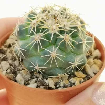 Coryphantha difficilis — CAP-C0123