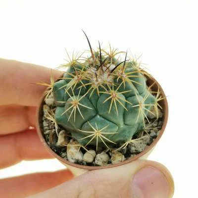 Coryphantha salinensis — CAP-C0145