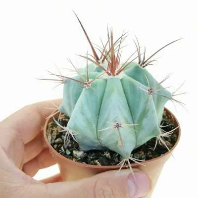 Echinocactus platyacanthus — CAP-C0152