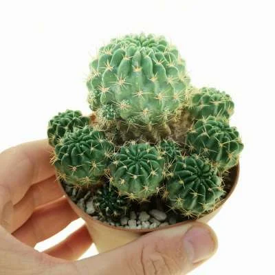 Echinopsis haematantha — CAP-C0164
