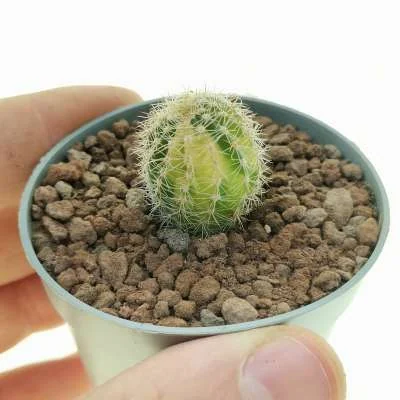 Echinopsis oxygona variegated — CAP-C0171