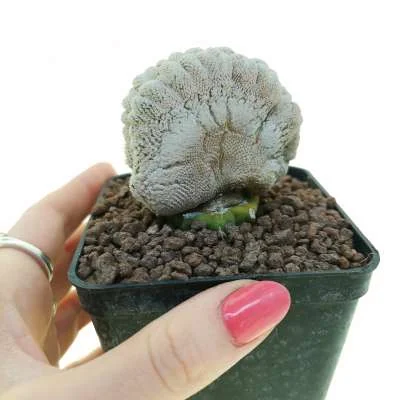 Epithelantha bokei crested — CAP-C0172