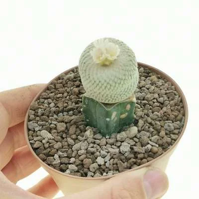 Epithelantha bokei — CAP-C0173