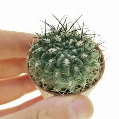 Eriosyce eriosyzoides — CAP-C0186