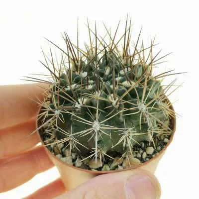 Eriosyce taltalensis — CAP-C0211