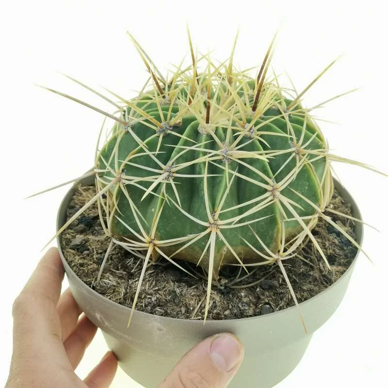 Ferocactus echidne — CAP-C0225