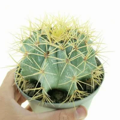 Ferocactus glaucescens — CAP-C0237