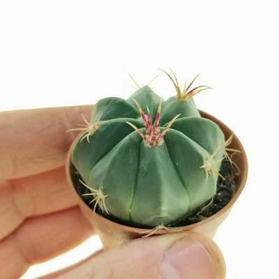 Ferocactus macrodiscus — CAP-C0253