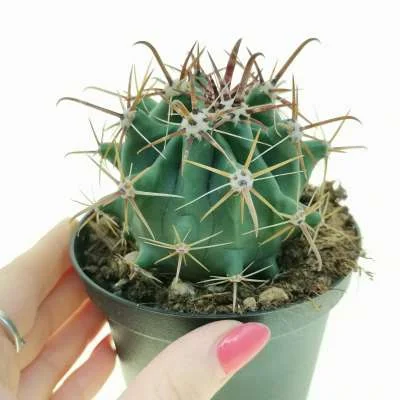 Ferocactus peninsulae — CAP-C0257