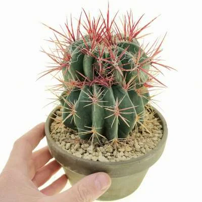 Ferocactus piliferus monstrose — CAP-C0261