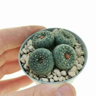 Frailea castanea — CAP-C0276