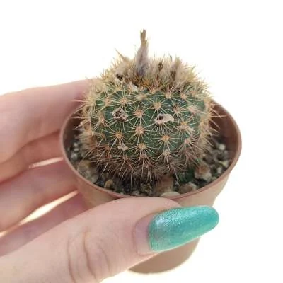 Frailea pumila — CAP-C0286