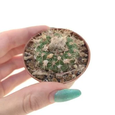 Frailea schilinzkyana subsp. concepcionensis — CAP-C0290