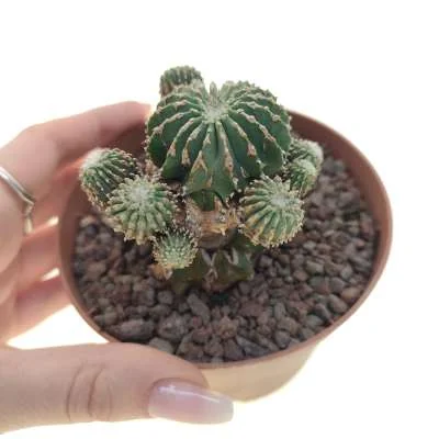 Geohintonia mexicana — CAP-C0292
