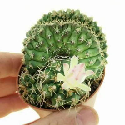Gymnocalycium anisitsii crested — CAP-C0297