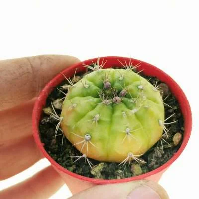 Gymnocalycium anisitsii variegated — CAP-C0301