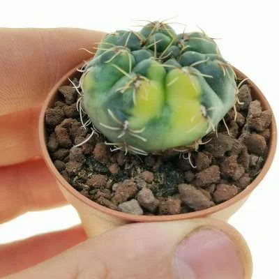 Gymnocalycium baldianum variegated — CAP-C0305