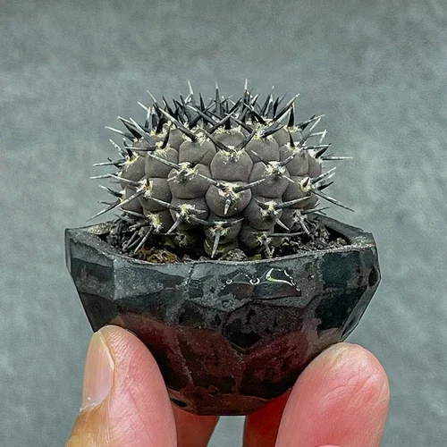 Gymnocalycium bodenbenderianum — CAP-C0308
