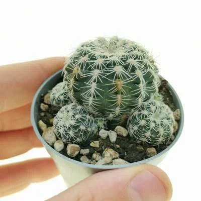 Gymnocalycium bruchii — CAP-C0310