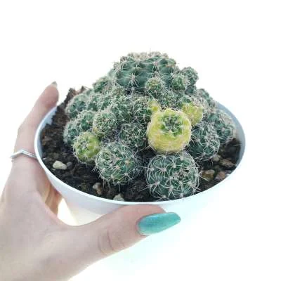 Gymnocalycium bruchii variegated — CAP-C0311