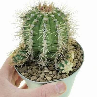 Gymnocalycium chacoense — CAP-C0317