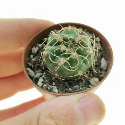 Gymnocalycium denudatum — CAP-C0322
