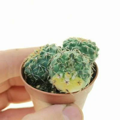 Gymnocalycium erinaceum variegated — CAP-C0325