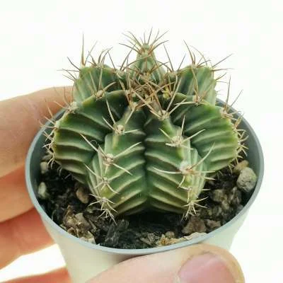 Gymnocalycium friedrichii — CAP-C0330