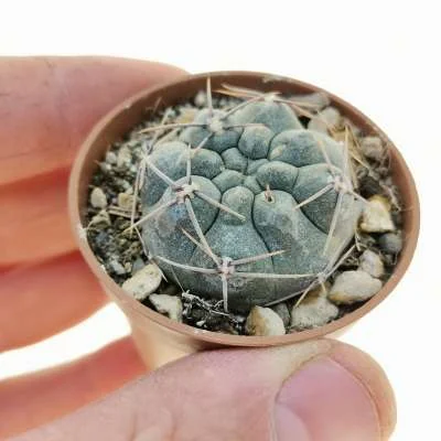 Gymnocalycium gibbosum — CAP-C0333