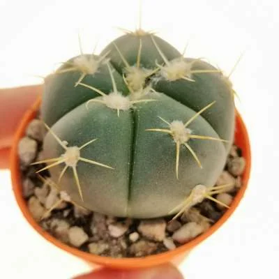 Gymnocalycium horstii — CAP-C0338