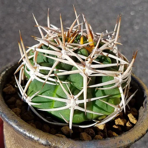 Gymnocalycium hybopleurum — CAP-C0341